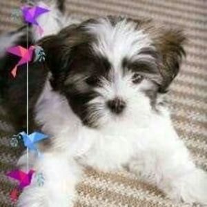 Meet your Posher, Alice